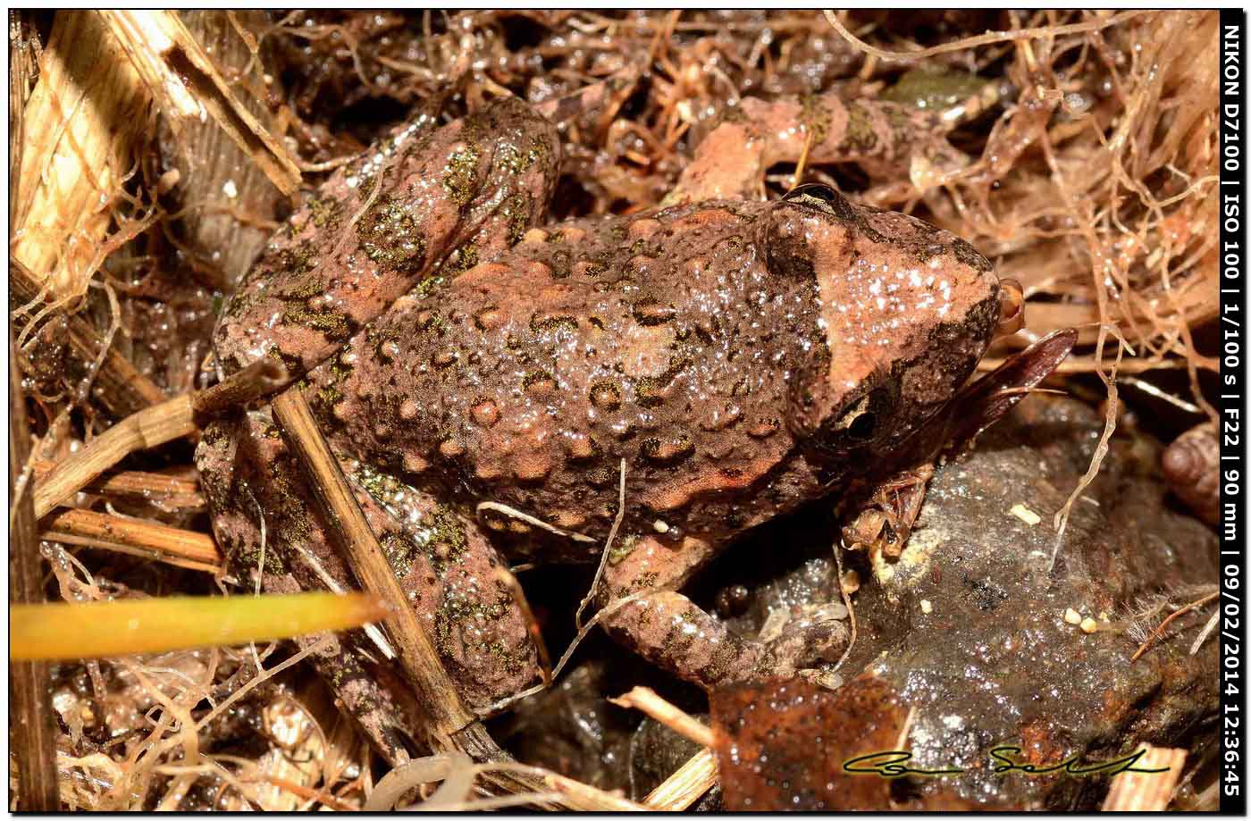 Discoglossus sardus